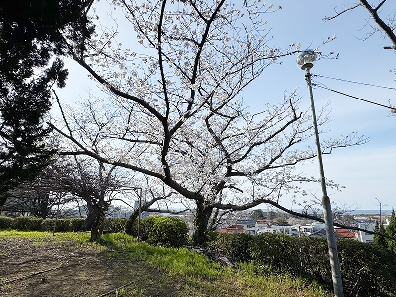 丸子山公園