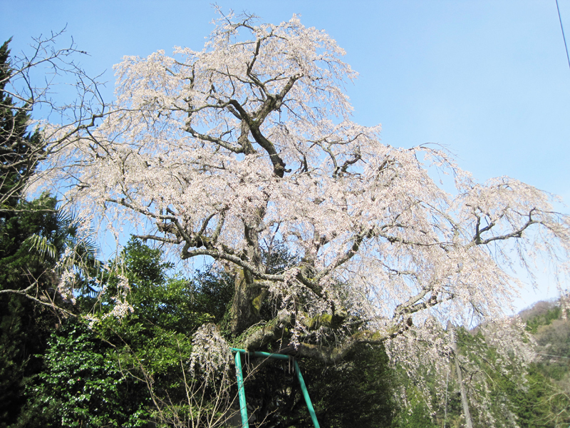 白枝垂桜の花すだれ